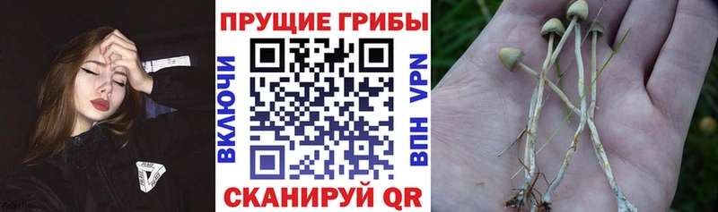 сколько стоит  Бобров  Псилоцибиновые грибы Psilocybine cubensis 